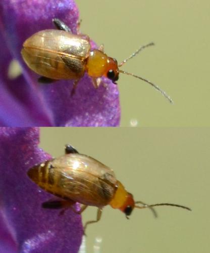 Réf. 282 416 : Longitarsus sp.